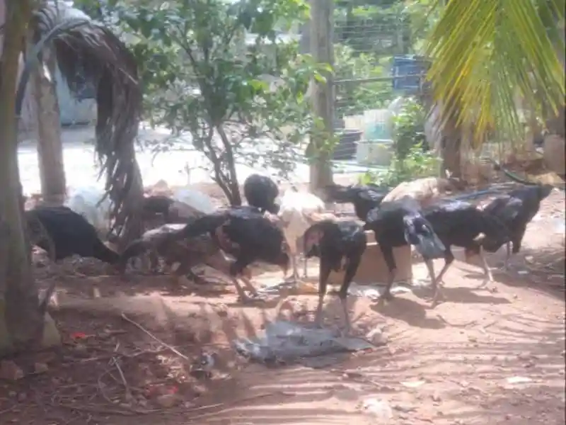 Natukodi at Kaliveru Natukodlu in Kaliveru, Charla