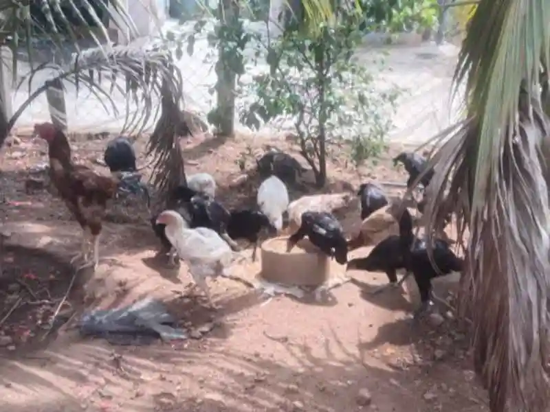 Natukodi at Kaliveru Natukodlu in Kaliveru, Charla