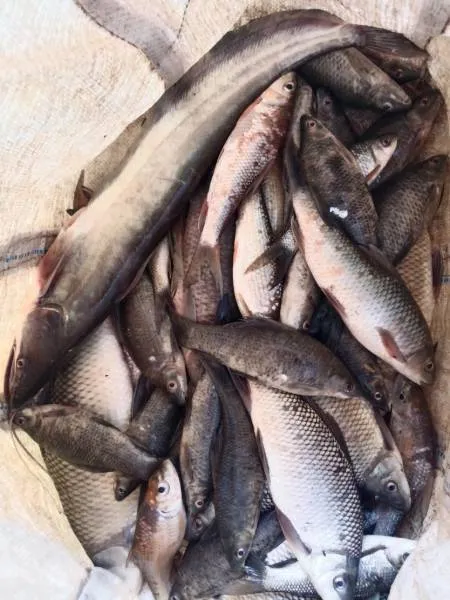 Live godavari fish at Sathyanarayana live fish in Kaliveru, charla