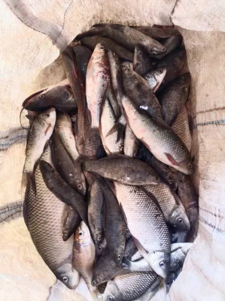 Live godavari fish Photo 2