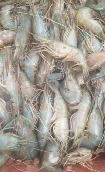 Godavari royyalu at Sathyanarayana live fish in Kaliveru, charla