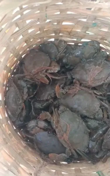 Godavari pithalu at Sathyanarayana live fish in Kaliveru, charla